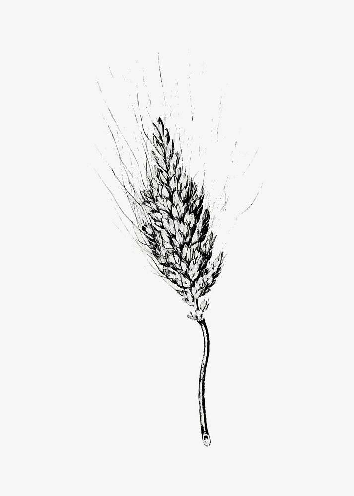 Heshbon wheat illustration vector
