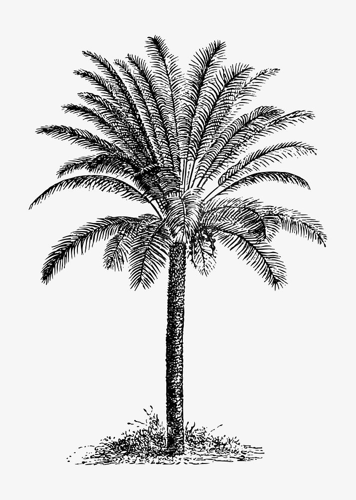 Palm tree illustration vector