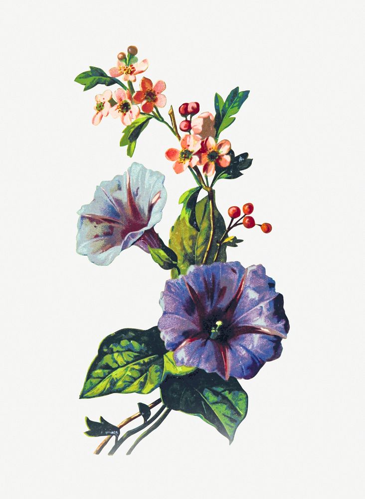 Drawing of mayflowers