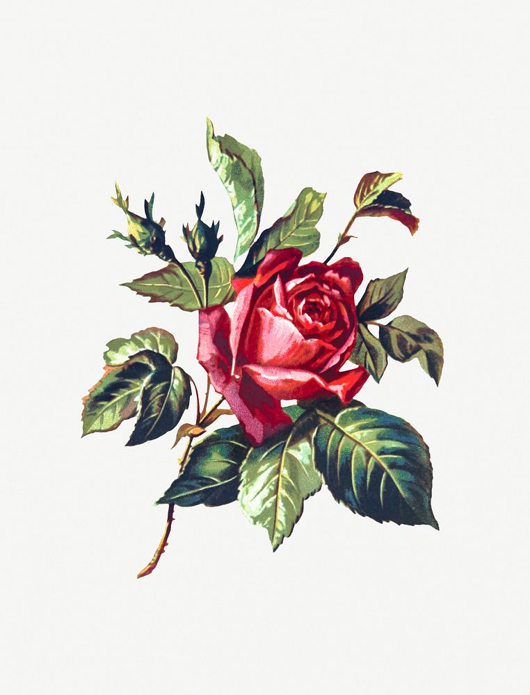 Drawing of a red rose