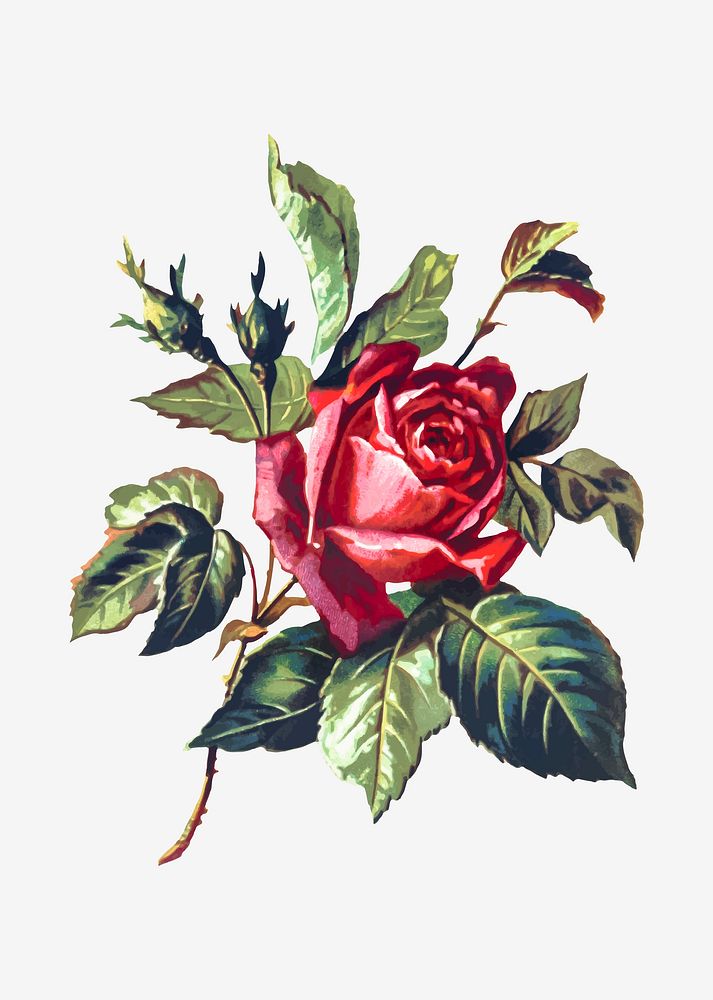 Red rose illustration vector