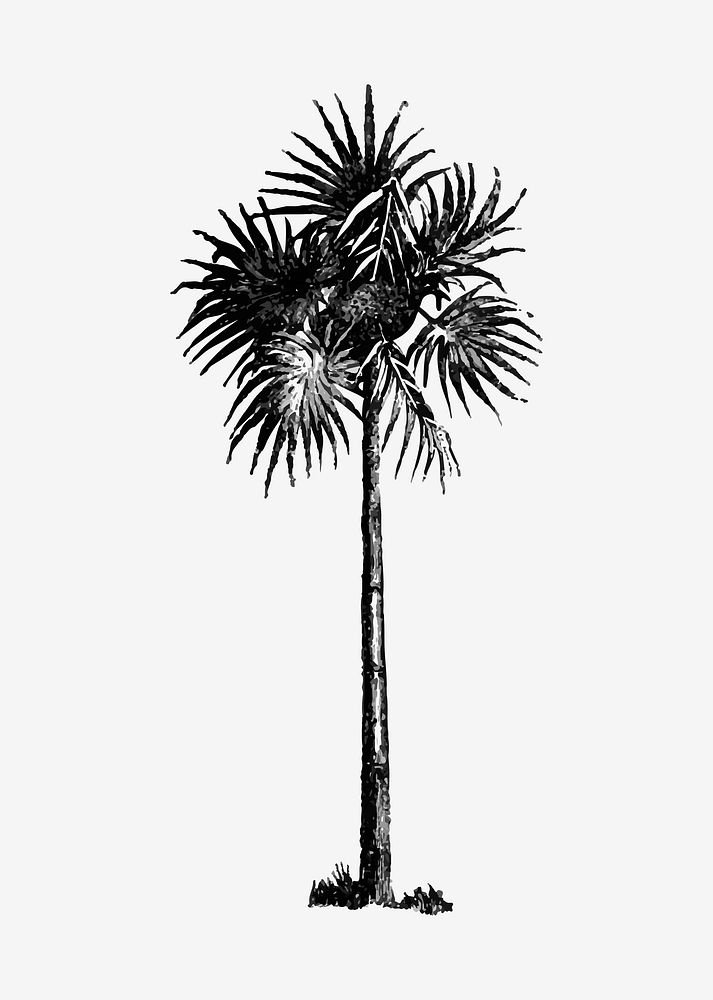 Vintage Victorian style palm tree engraving vector