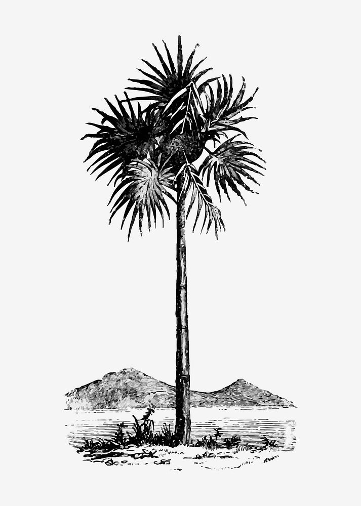 Vintage Victorian style palm tree | Premium Vector Illustration - rawpixel