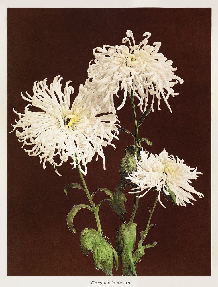 Chrysanthemum, hand&ndash;colored collotype from Some Japanese Flowers (1896) by Kazumasa Ogawa. Original from the J. Paul…