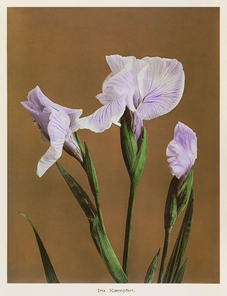 Iris K&aelig;mpferi, hand-colored collotype from Some Japanese Flowers (1896) by Kazumasa Ogawa. Original from the J. Paul…