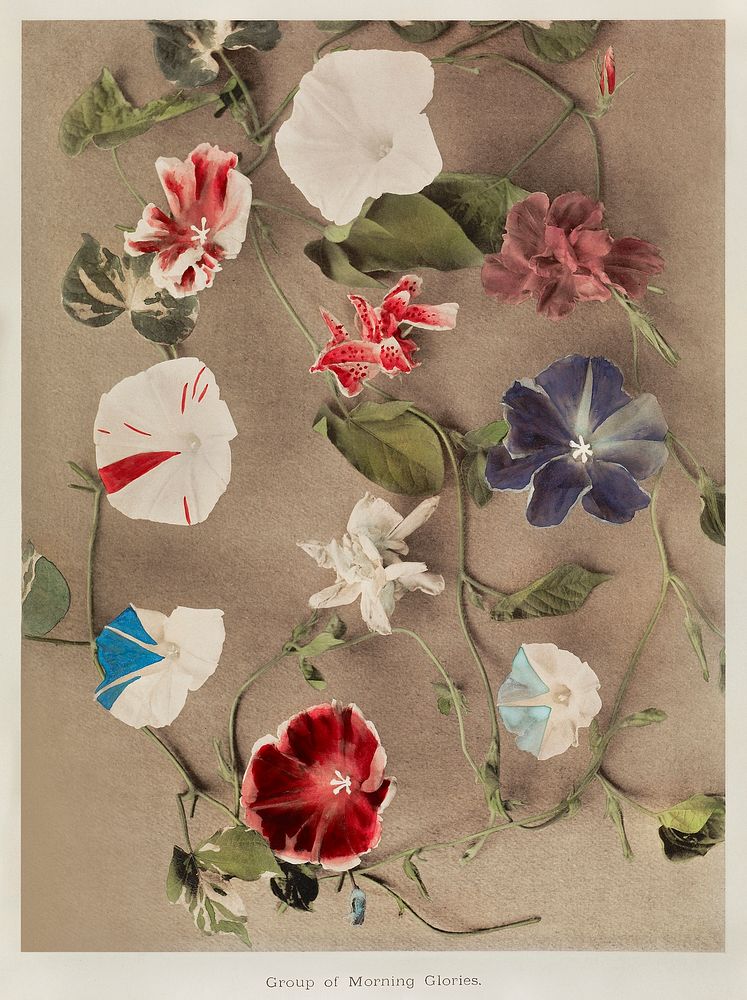 Group of Morning Glories, hand-colored collotype from Some Japanese Flowers (1896) by Kazumasa Ogawa. Original from the J.…