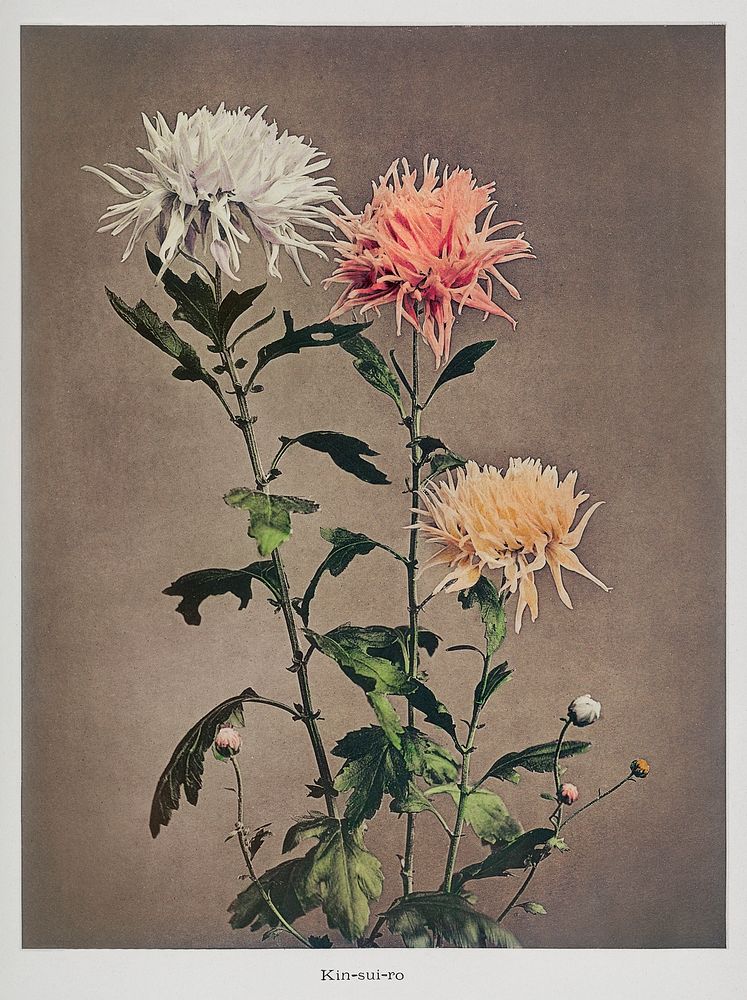 Kin&ndash;sui&ndash;ro, hand&ndash;colored collotype from Some Japanese Flowers (1896) by Kazumasa Ogawa. Original from the…