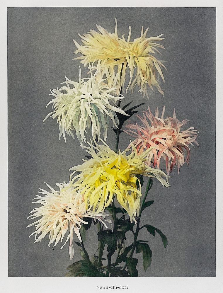 Nami&ndash;chi&ndash;dori, hand&ndash;colored collotype from Some Japanese Flowers (1896) by Kazumasa Ogawa. Original from…