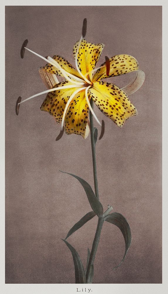 Lily, hand&ndash;colored collotype from Some Japanese Flowers (1896) by Kazumasa Ogawa. Original from the J. Paul Getty…