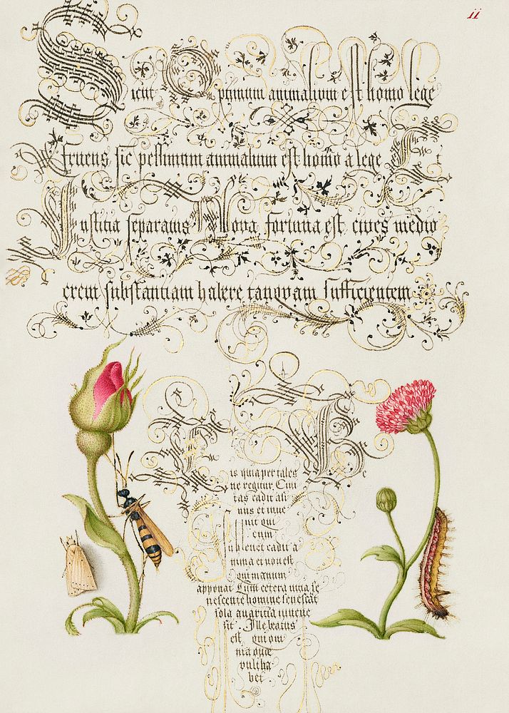 Wainscot, French Rose, Wasplike Insect, English Daisy, and Caterpillar from Mira Calligraphiae Monumenta or The Model Book…
