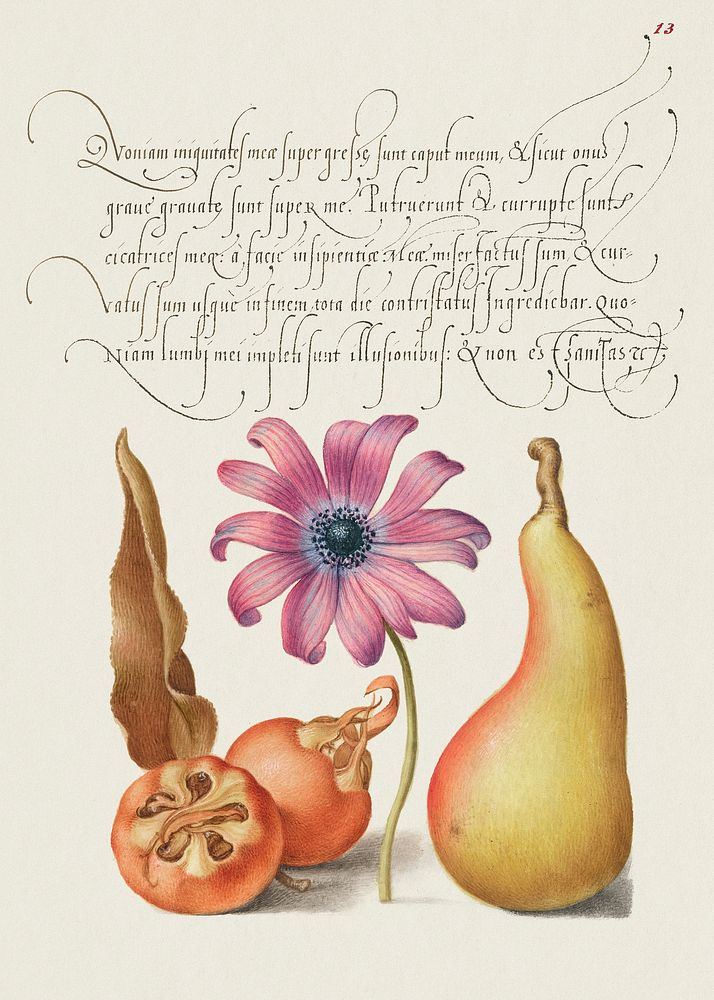 Medlar, Poppy Anemone, and Pear from Mira Calligraphiae Monumenta or The Model Book of Calligraphy (1561&ndash;1596) by…