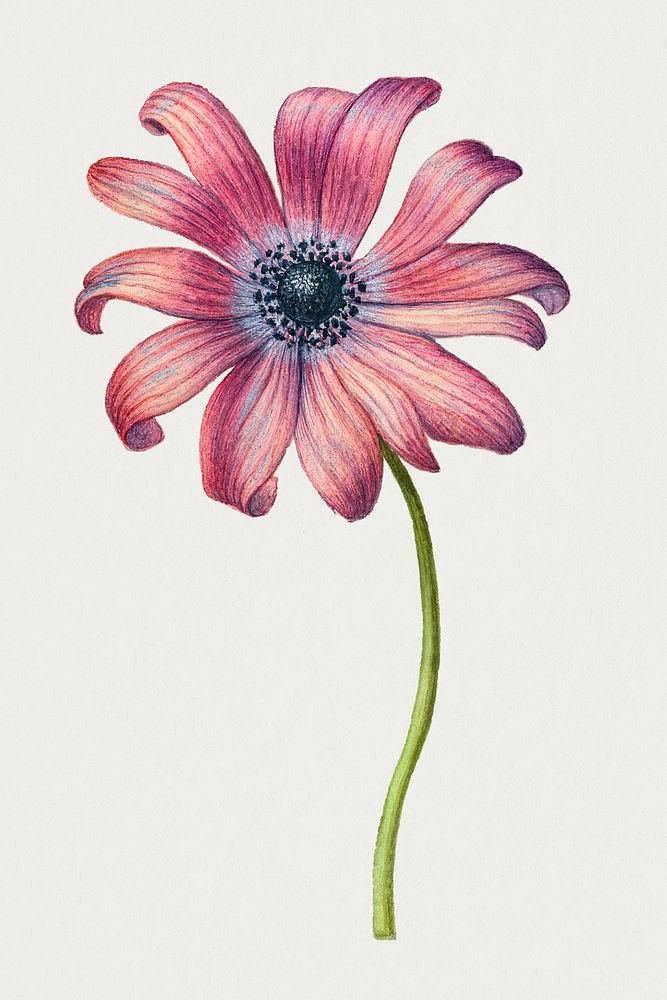 Pink daisy flower psd hand drawn