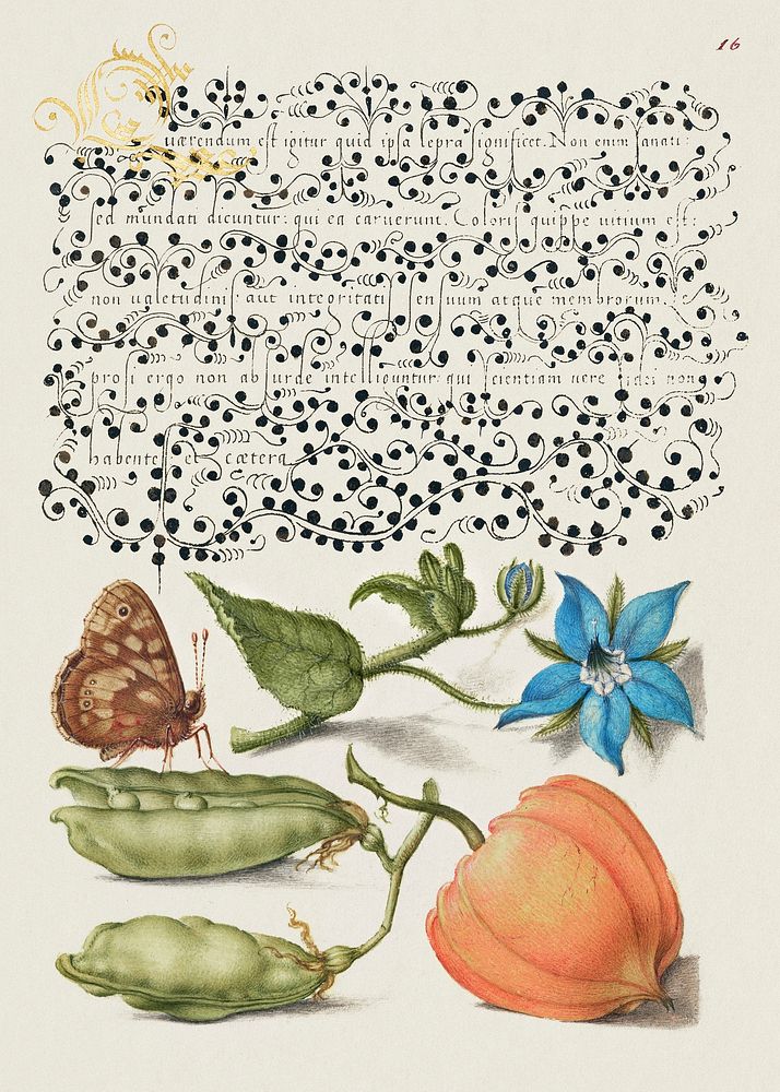 Speckled Wood, Talewort, Garden Pea, and Lantern Plant from Mira Calligraphiae Monumenta or The Model Book of Calligraphy…