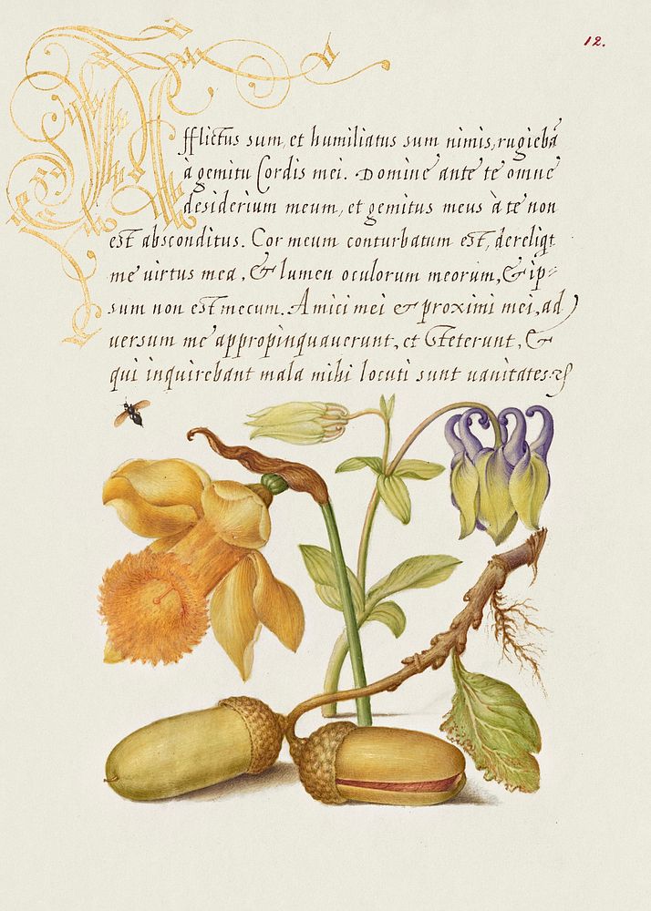 Insect, Daffodil, European Columbine, and English Oak Acorns from Mira Calligraphiae Monumenta or The Model Book of…