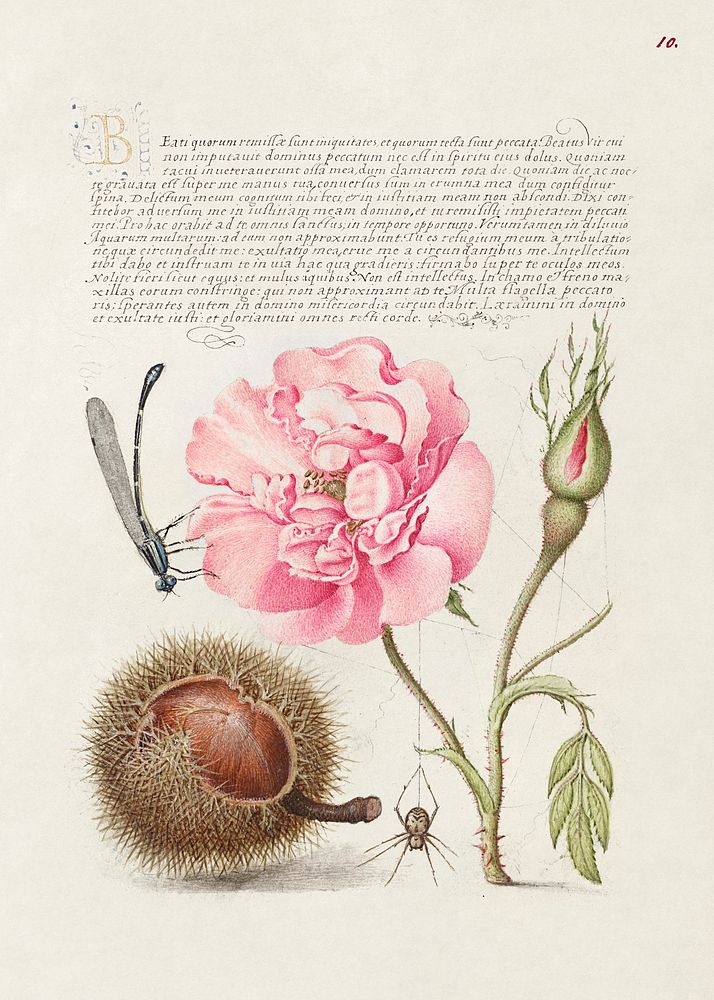 Damselfly, French Rose, Spanish Chestnut, and Spider from Mira Calligraphiae Monumenta or The Model Book of Calligraphy…