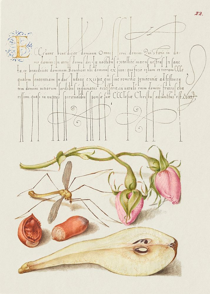 French Rose, Crane Fly, European Filbert, and Common Pear  from Mira Calligraphiae Monumenta or The Model Book of…