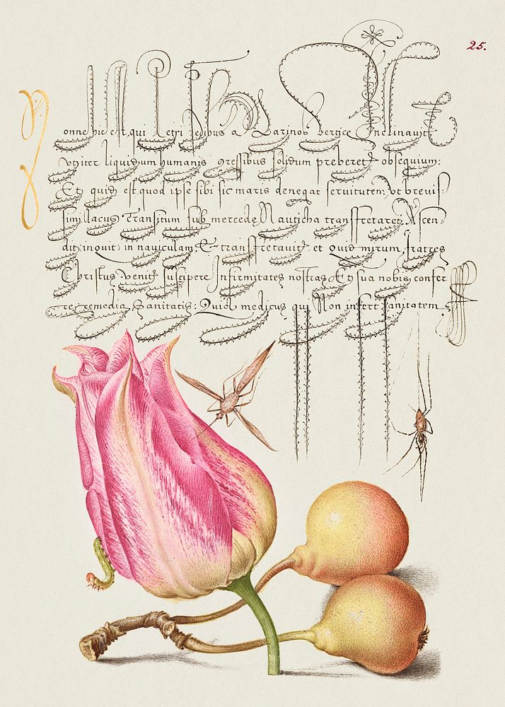 Imaginary Insect, Tulip, Spider, and Common Pear from Mira Calligraphiae Monumenta or The Model Book of Calligraphy…