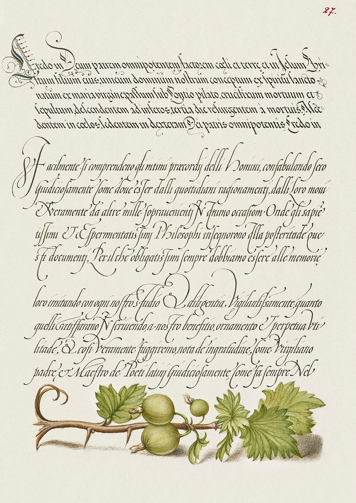 European Currant from Mira Calligraphiae Monumenta or The Model Book of Calligraphy (1561&ndash;1596) by Georg Bocskay and…