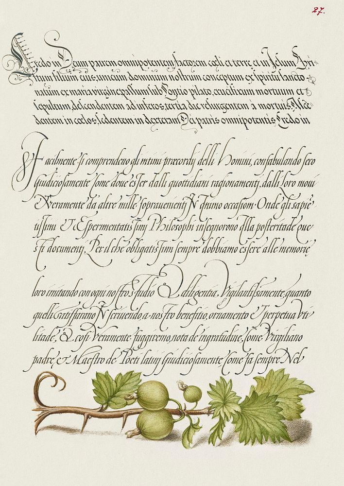 European Currant from Mira Calligraphiae Monumenta or The Model Book of Calligraphy (1561–1596) by Georg Bocskay and Joris…