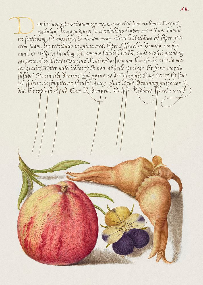Common Apple, European Wild Pansy, and Giant Filbert from Mira Calligraphiae Monumenta or The Model Book of Calligraphy…