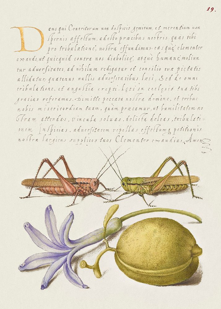 Wart Biter, Grasshopper, Hyacinth, and Almond from Mira Calligraphiae Monumenta or The Model Book of Calligraphy…