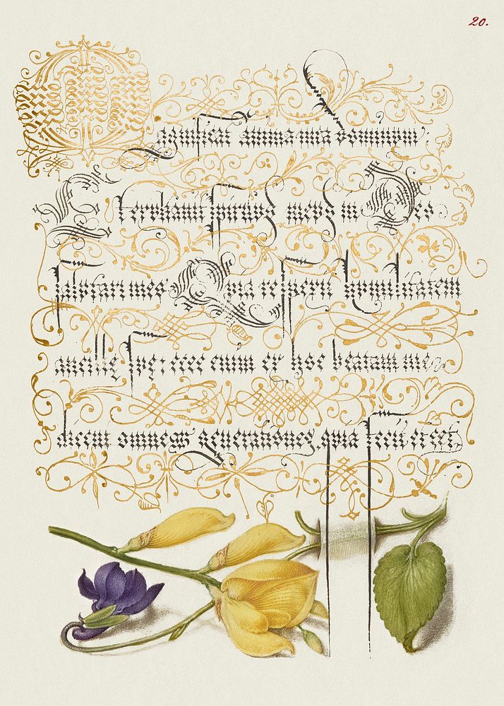 Sweet Violet and Spanish Broom from Mira Calligraphiae Monumenta or The Model Book of Calligraphy (1561&ndash;1596) by Georg…