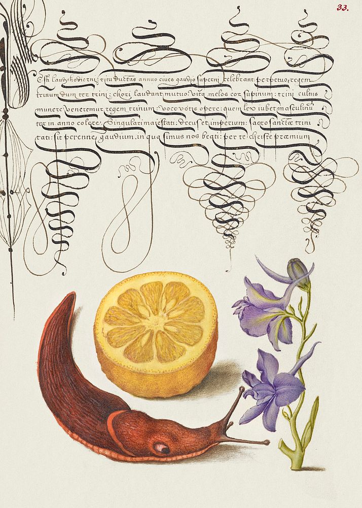 Sour Orange, Terrestrial Mollusk, and Larkspur from Mira Calligraphiae Monumenta or The Model Book of Calligraphy…