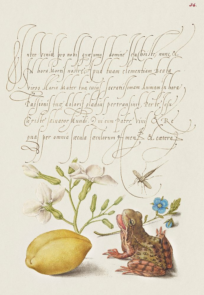 Gillyflower, Insect, Germander, Almond, and Frog from Mira Calligraphiae Monumenta or The Model Book of Calligraphy…