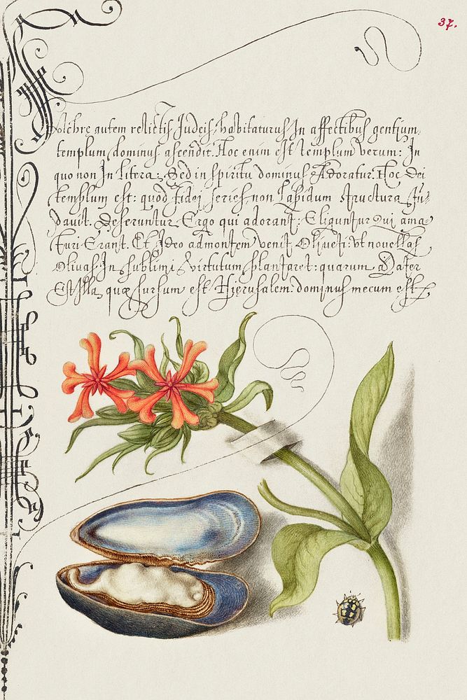 Maltese Cross, Mussel, and Ladybird from Mira Calligraphiae Monumenta or The Model Book of Calligraphy (1561&ndash;1596) by…