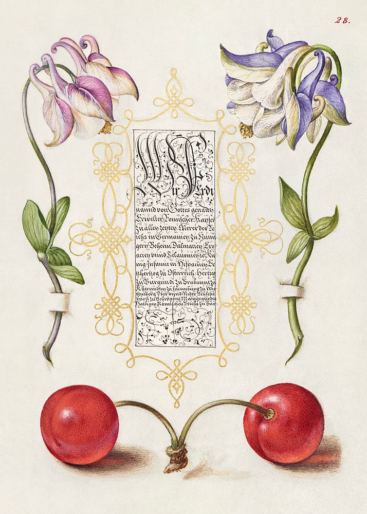 European Columbines and Sweet Cherry from Mira Calligraphiae Monumenta or The Model Book of Calligraphy (1561&ndash;1596) by…