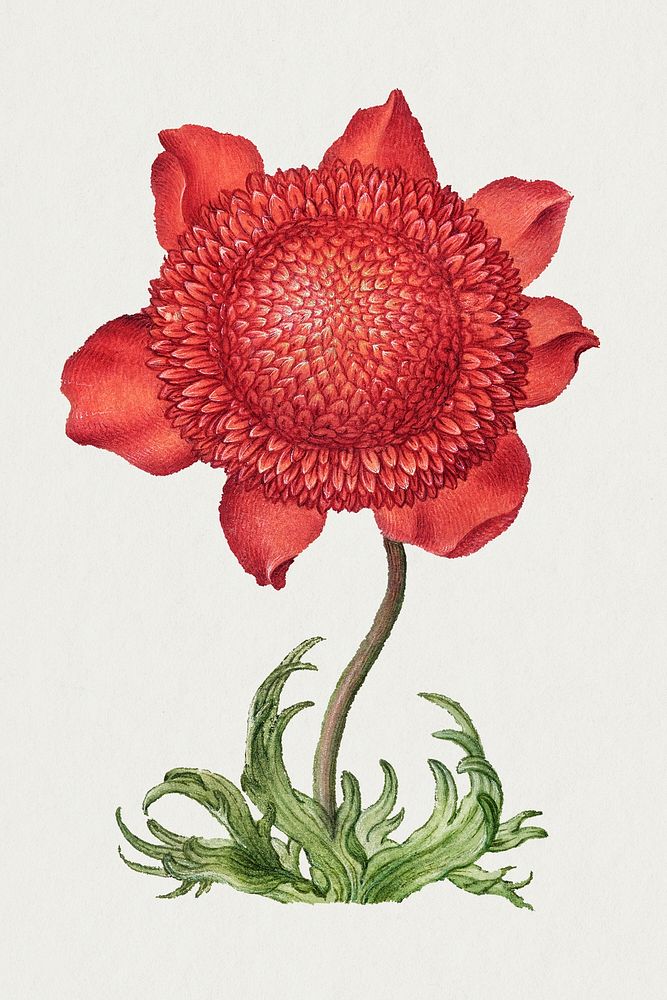 Red poppy anemone blossom psd illustration hand drawn