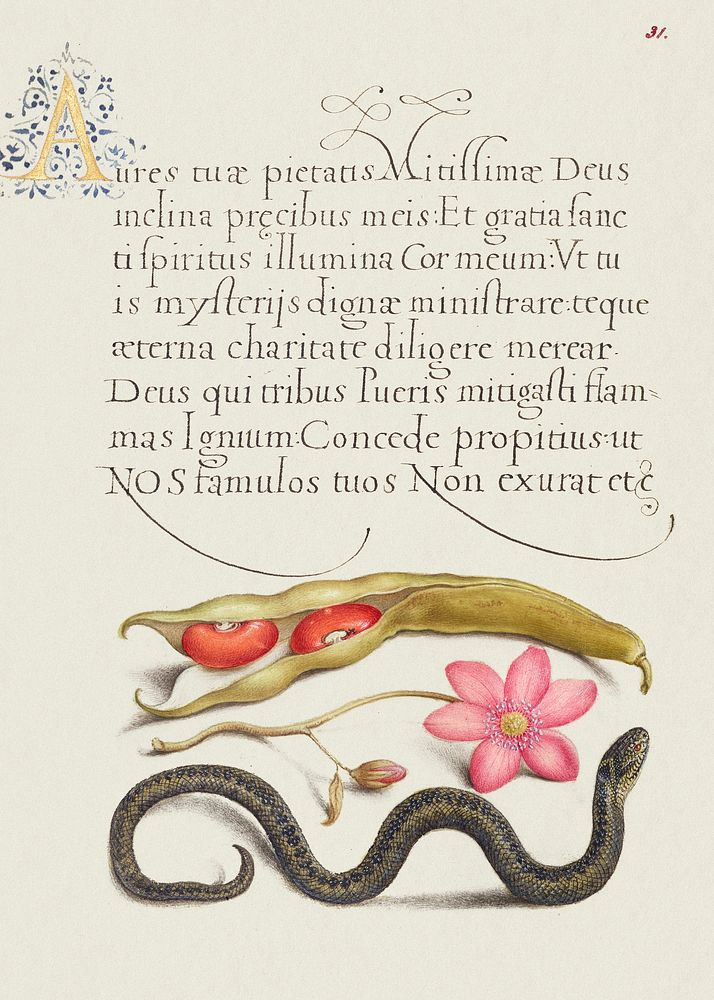 Kidney Bean, Poppy Anemone, and Adder from Mira Calligraphiae Monumenta or The Model Book of Calligraphy (1561&ndash;1596)…