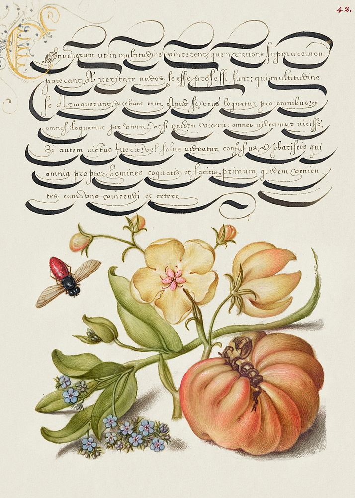 Insect, Moth Mullein, Forget Me Not, and Tomato from Mira Calligraphiae Monumenta or The Model Book of Calligraphy…
