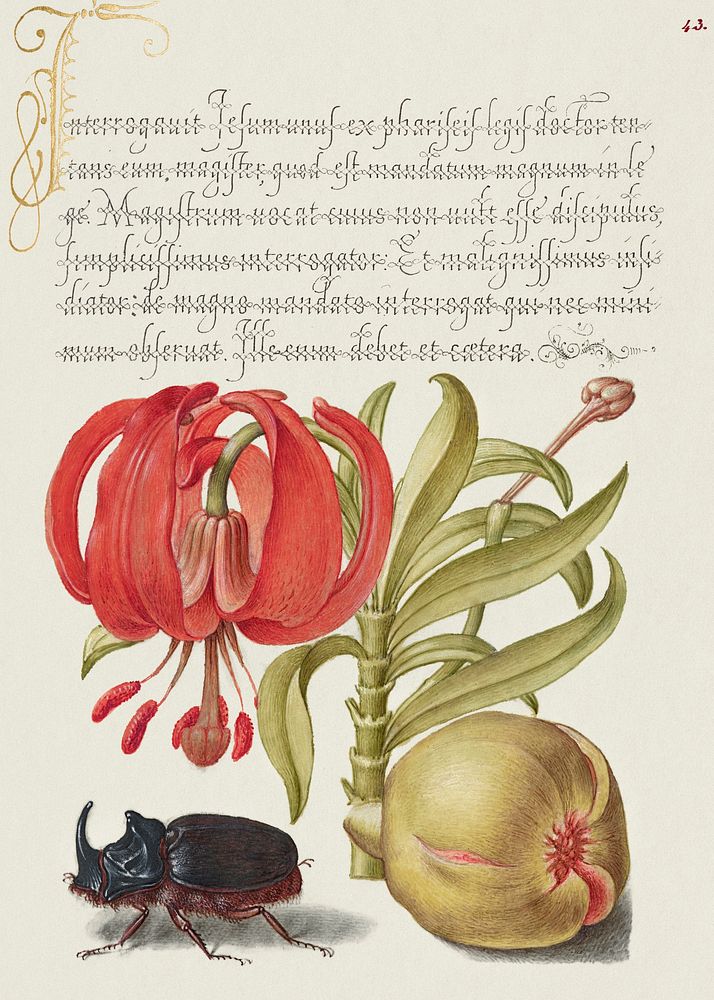 Scarlet Turk's Cap, Rhinoceros Beetle, and Pomegranate from Mira Calligraphiae Monumenta or The Model Book of Calligraphy…