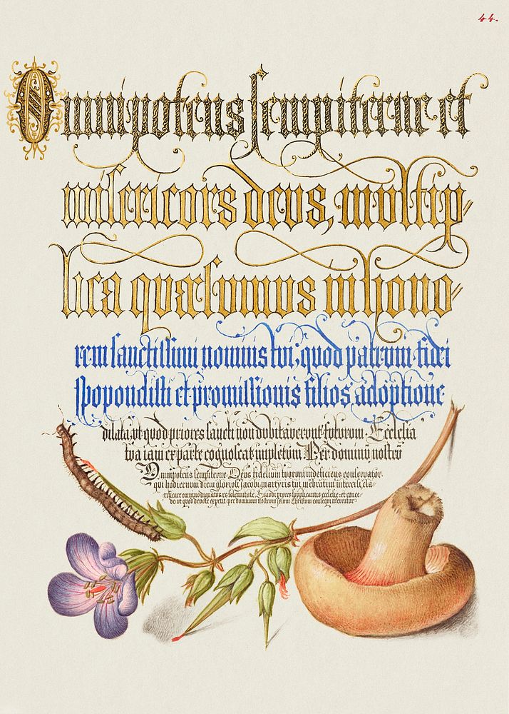 Centipede, Wood Cranesbill, and Mushroom from Mira Calligraphiae Monumenta or The Model Book of Calligraphy…