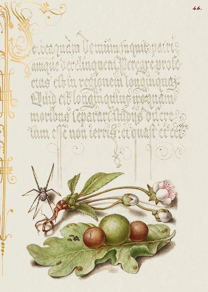 Spider, Sweet Cherry Flower, and English Oak Leaf with Galls from Mira Calligraphiae Monumenta or The Model Book of…