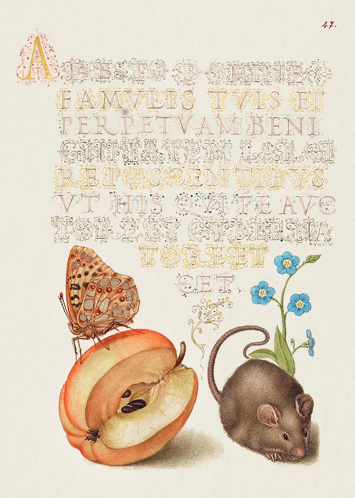 Queen of Spain Fritillary, Apple, Mouse, and Creeping Forget Me Not from Mira Calligraphiae Monumenta or The Model Book of…