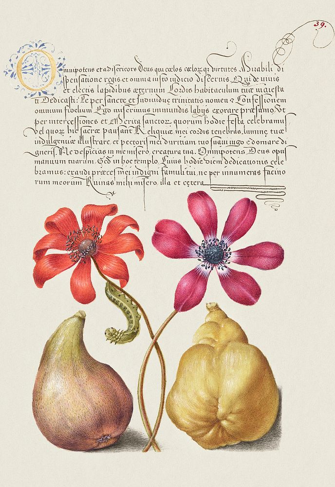Poppy Anemones, Caterpillar, Fig, and Quince from Mira Calligraphiae Monumenta or The Model Book of Calligraphy…