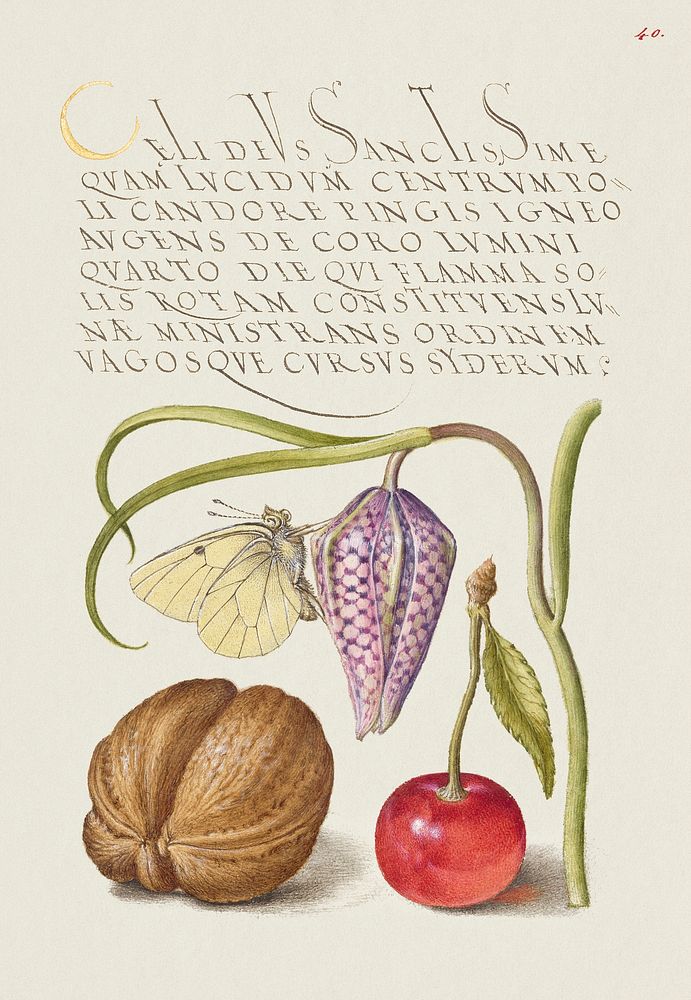 Butterfly, Snakeshead, English Walnut, and Sweet Cherry from Mira Calligraphiae Monumenta or The Model Book of Calligraphy…