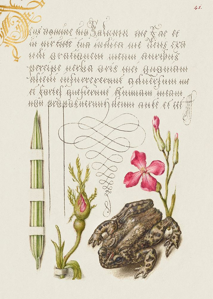 Reed Grass, French Rose, Toad, and Gilly flower from Mira Calligraphiae Monumenta or The Model Book of Calligraphy…