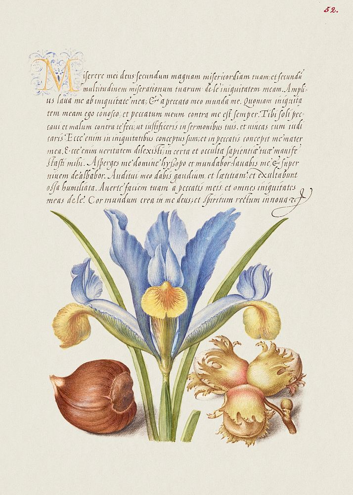 Spanish Chestnut, English Iris, and European Filbert from Mira Calligraphiae Monumenta or The Model Book of Calligraphy…