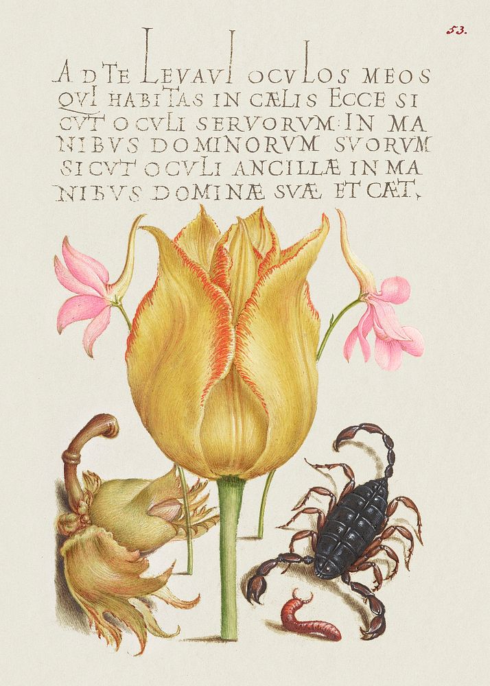 Rocket Larkspurs, Tulip, Scorpion, Millepede, and European Filbert from Mira Calligraphiae Monumenta or The Model Book of…