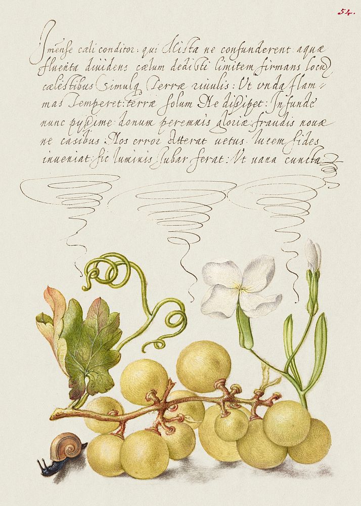 Wine Grape, Gillyflower, and Land Snail from Mira Calligraphiae Monumenta or The Model Book of Calligraphy (1561&ndash;1596)…