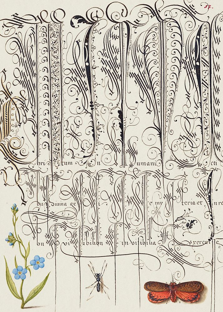 Creeping Forget Me Not, Insect, and Planthopper from Mira Calligraphiae Monumenta or The Model Book of Calligraphy…