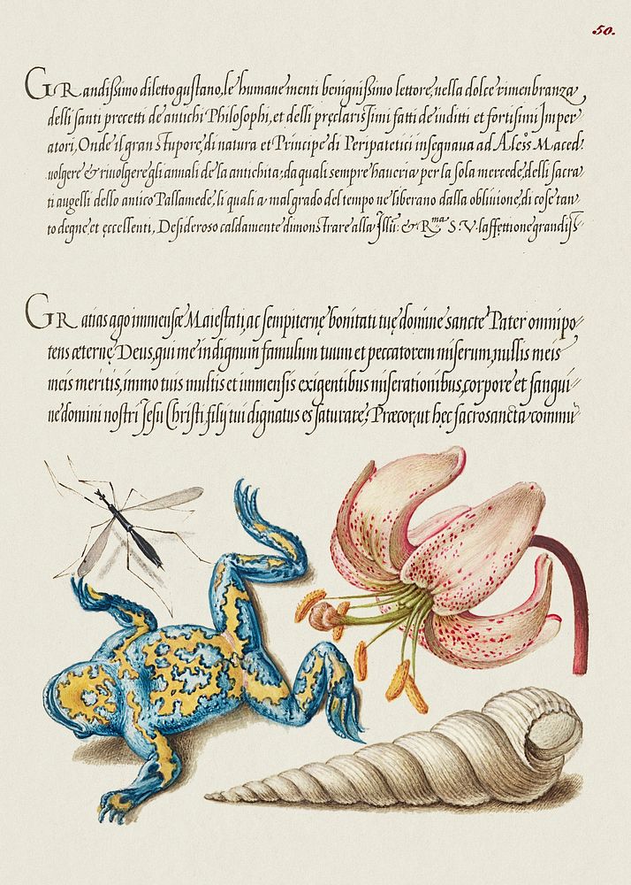 Water Gnat, Martagon Lily, Yellow&ndash;Bellied Toad, and European Screw Shell from Mira Calligraphiae Monumenta or The…