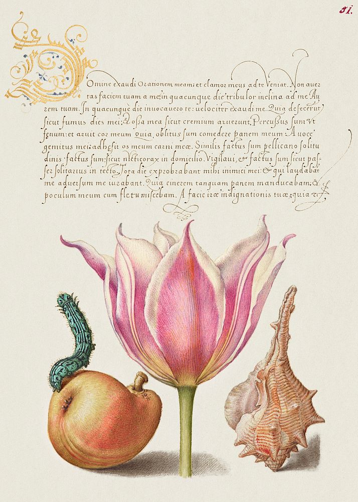 Caterpillar, Pear, Tulip, and Purple Snail from Mira Calligraphiae Monumenta or The Model Book of Calligraphy…