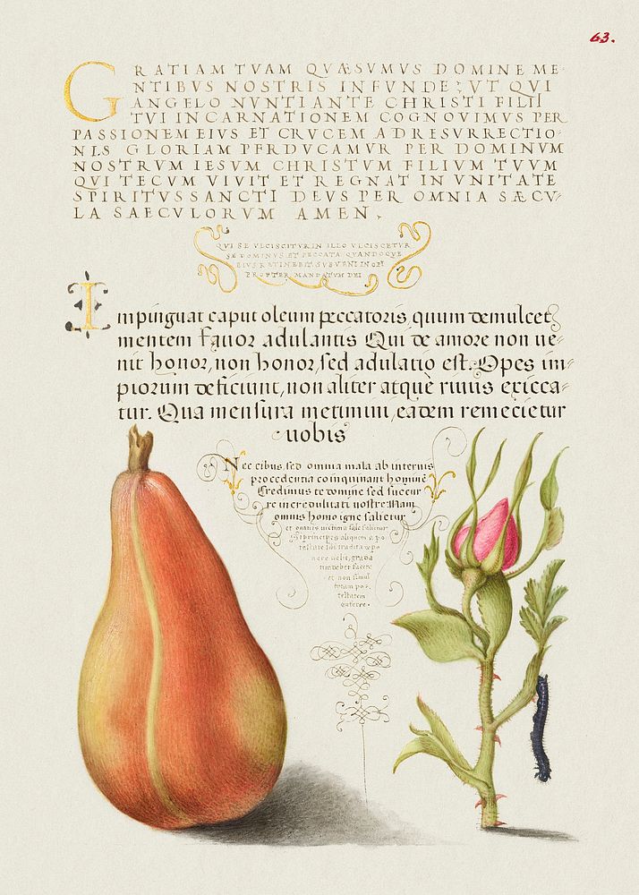 Pear, French Rose, and Caterpillar from Mira Calligraphiae Monumenta or The Model Book of Calligraphy (1561–1596) by Georg…