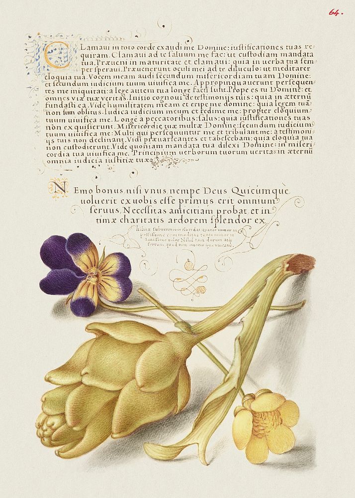 Wild Pansy and Artichoke from Mira Calligraphiae Monumenta or The Model Book of Calligraphy (1561&ndash;1596) by Georg…