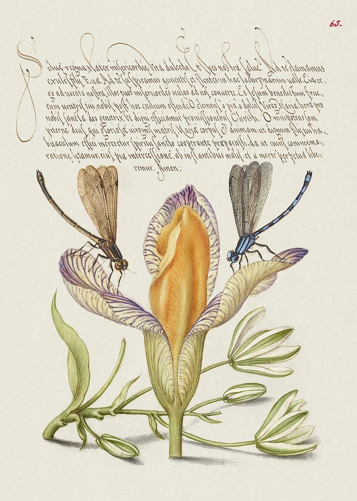 Damselflies, Spanish Iris, and Star-of-Bethlehem from Mira Calligraphiae Monumenta or The Model Book of Calligraphy…