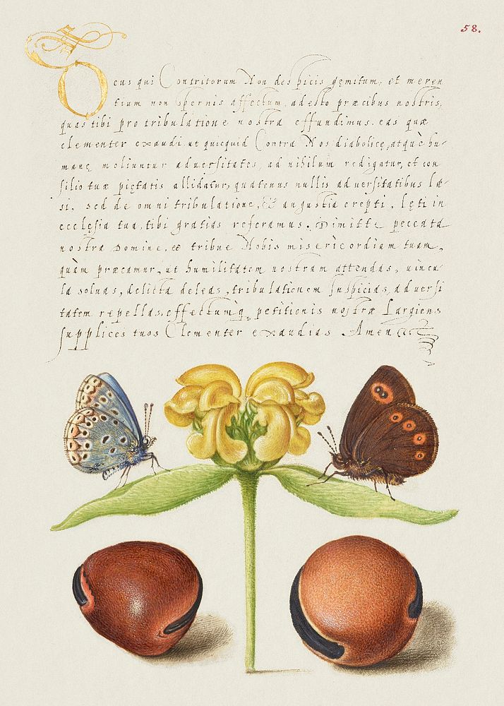 Moths, Jerusalem Sage, and Beans from Mira Calligraphiae Monumenta or The Model Book of Calligraphy (1561&ndash;1596) by…